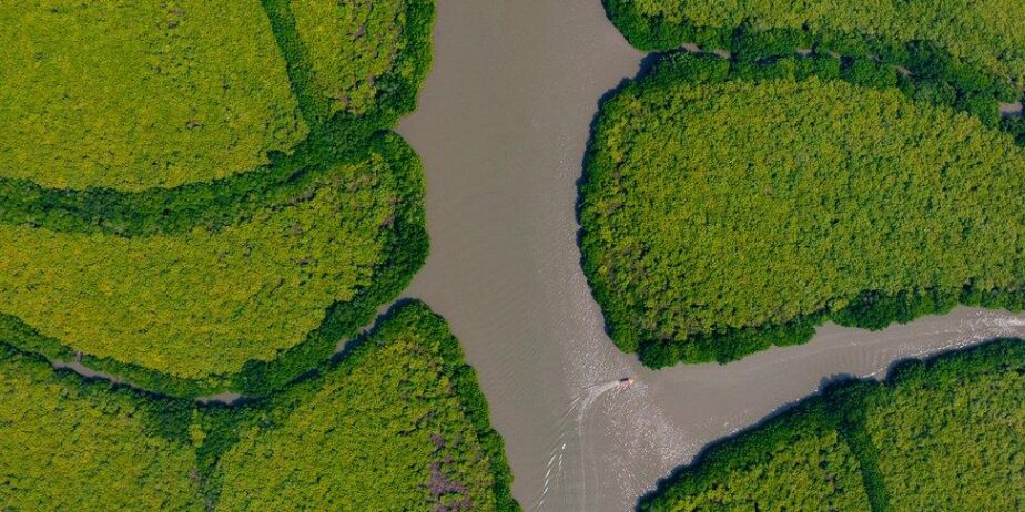pichavaram backwaters