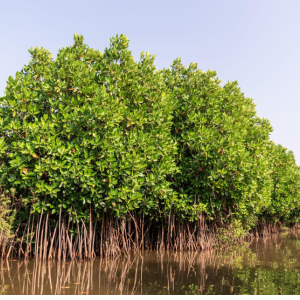 pichavaram mangrove forest