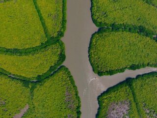 pichavaram backwaters