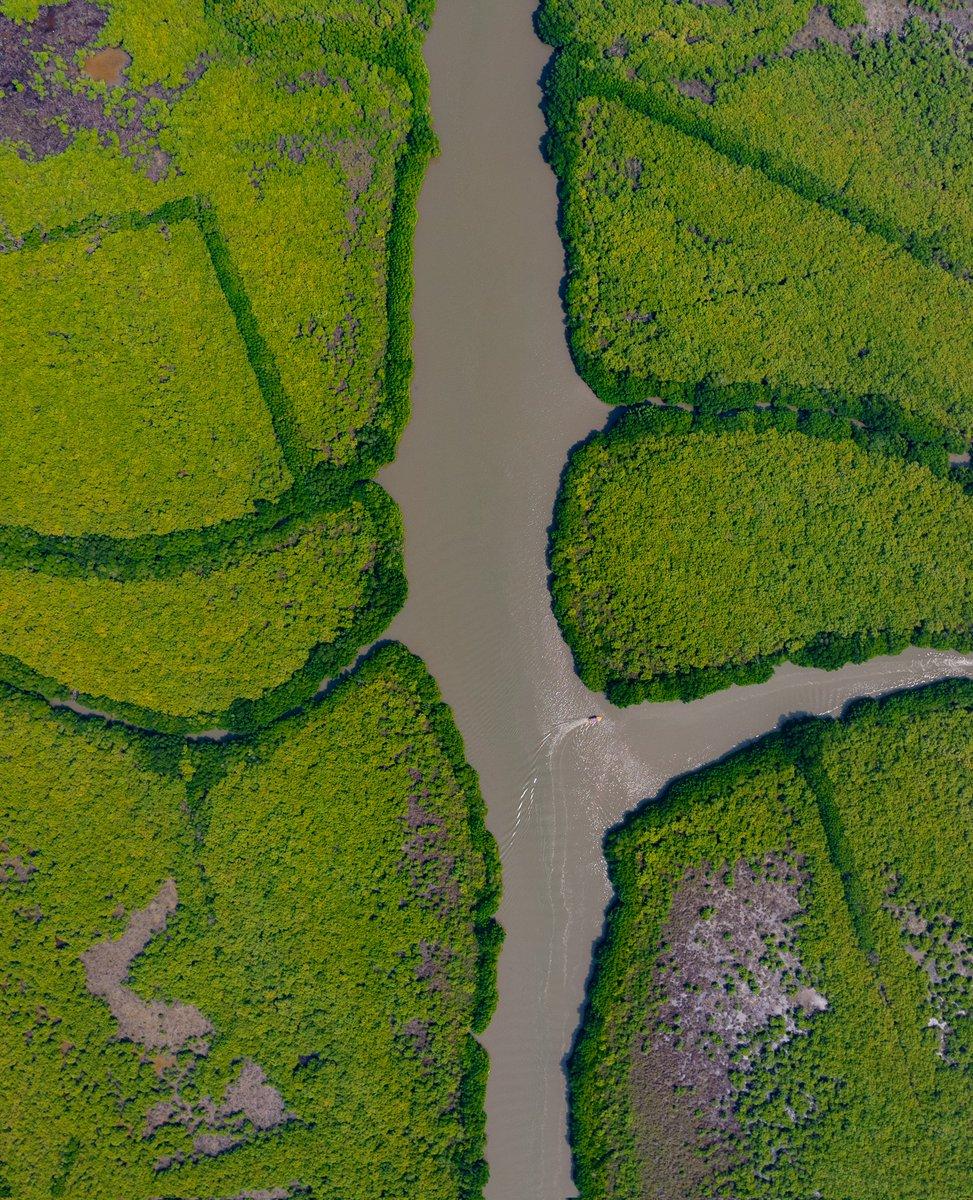 Pichavaram Backwaters