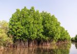 Pichavaram Mangrove Forest
