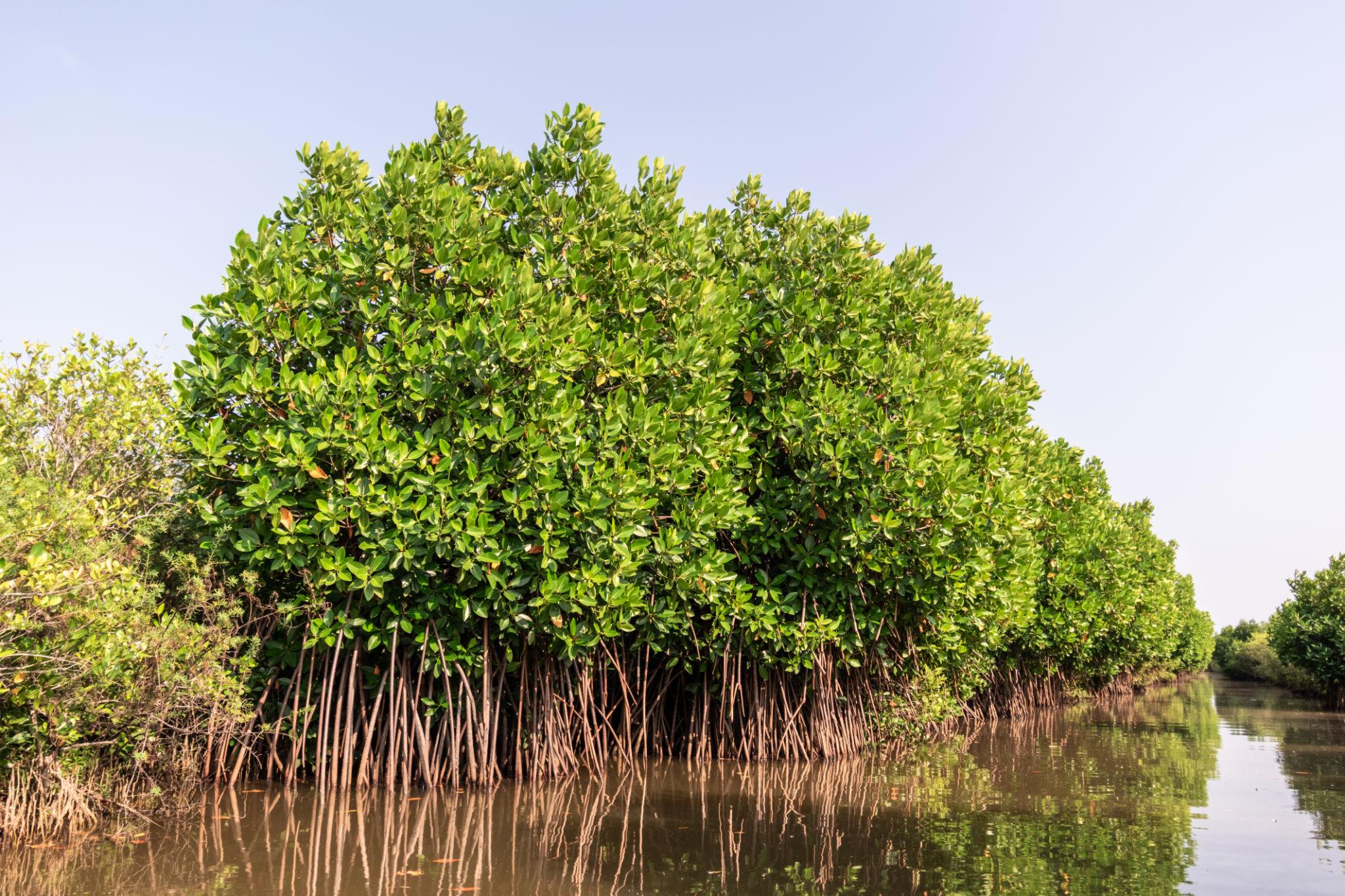 Pichavaram Mangrove Forest