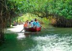 Pichavaram Mangrove Forest