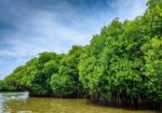 Pichavaram Mangrove Forest